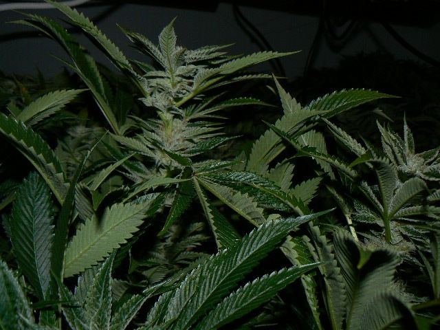 P1060142