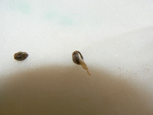 P1060174