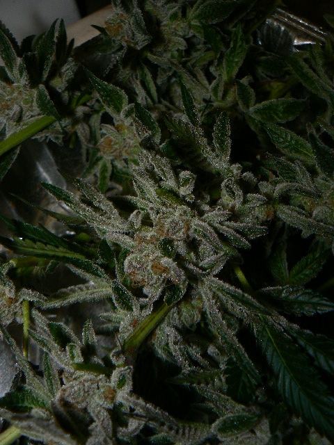 P1060423