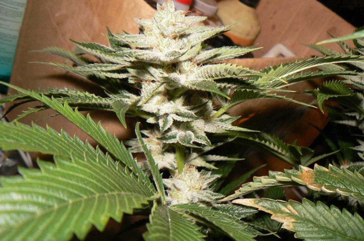 P1060610