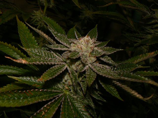 P1060619