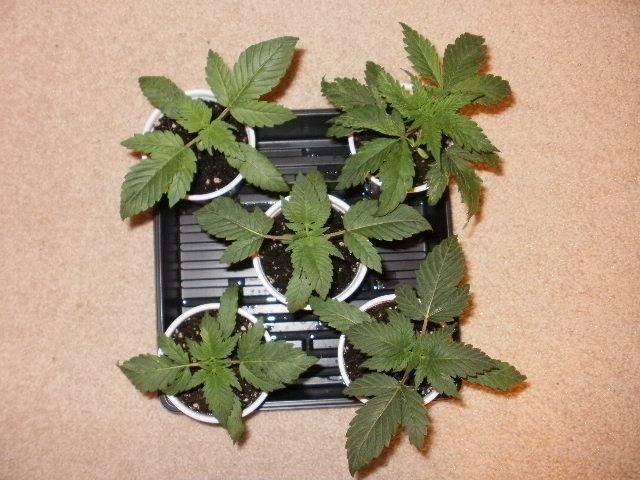 P1130620