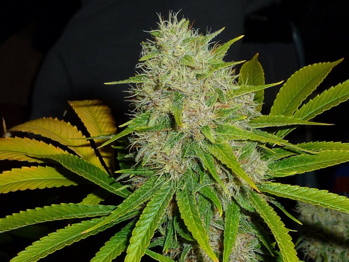 P1130798