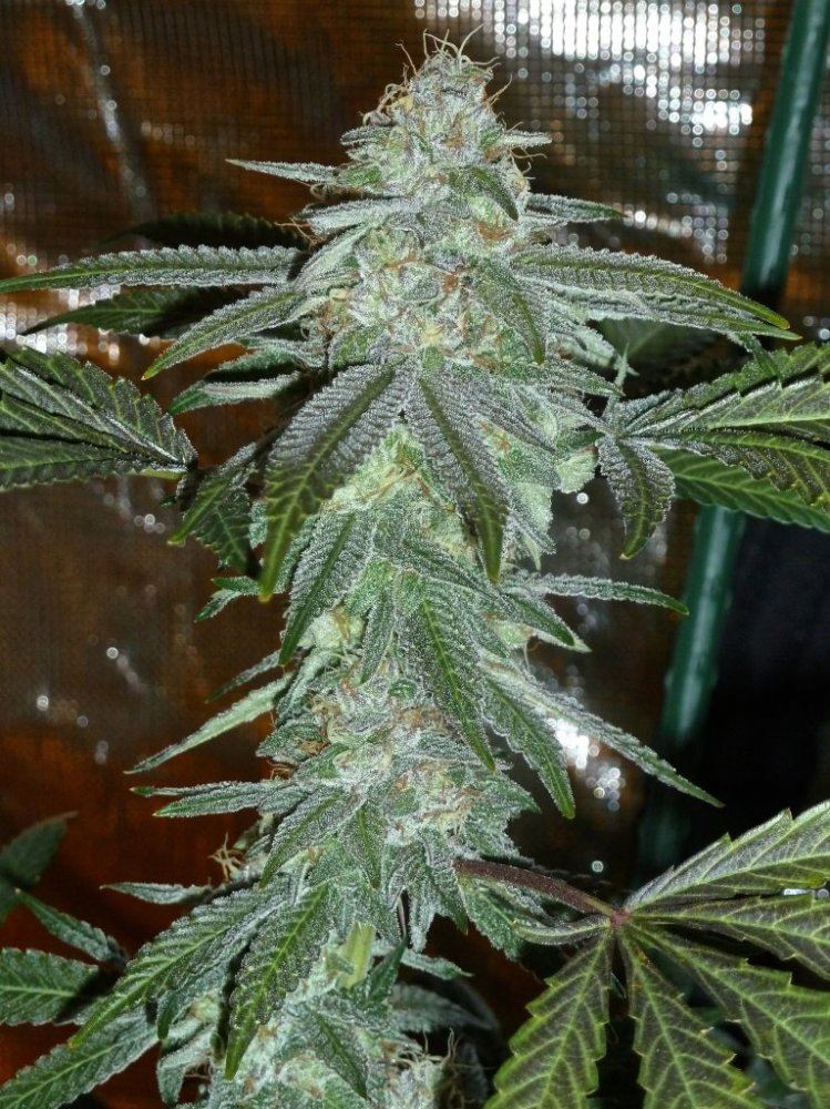 P1200132