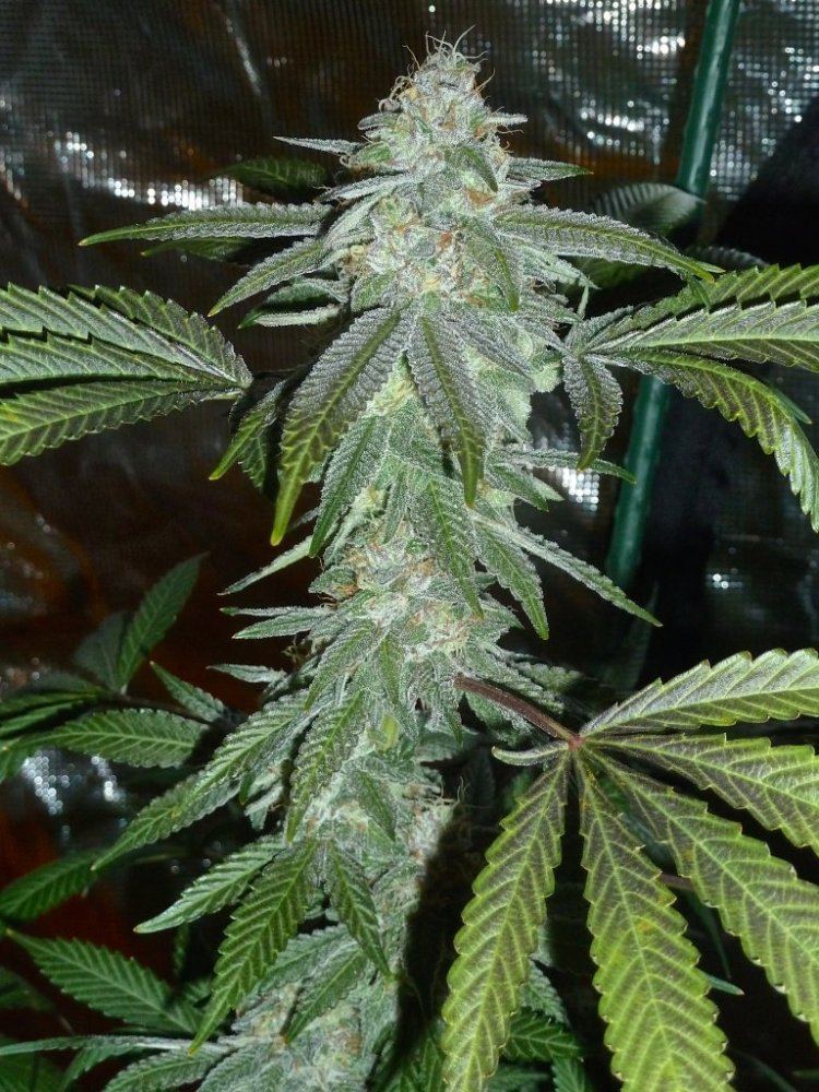 P1200159