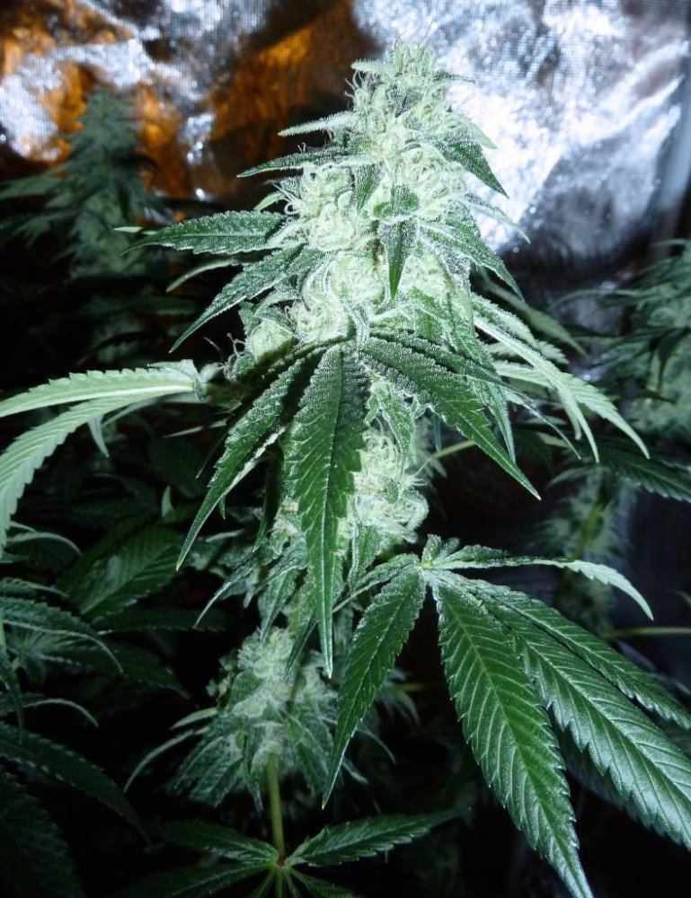 P1230087