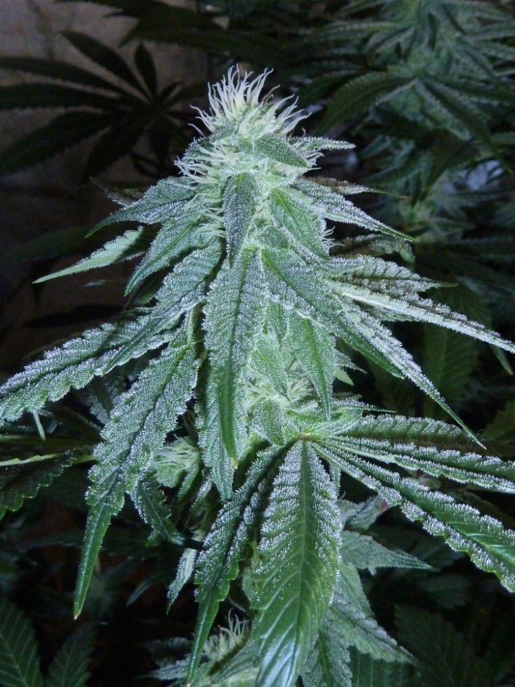 P1240015