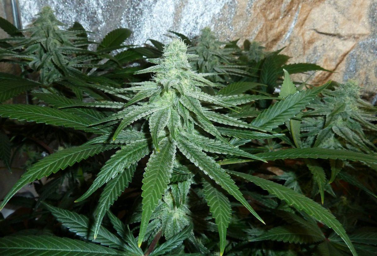 P1240044