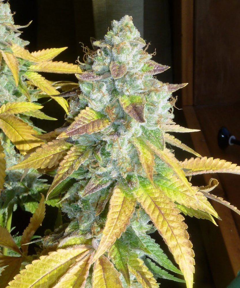 P1250043