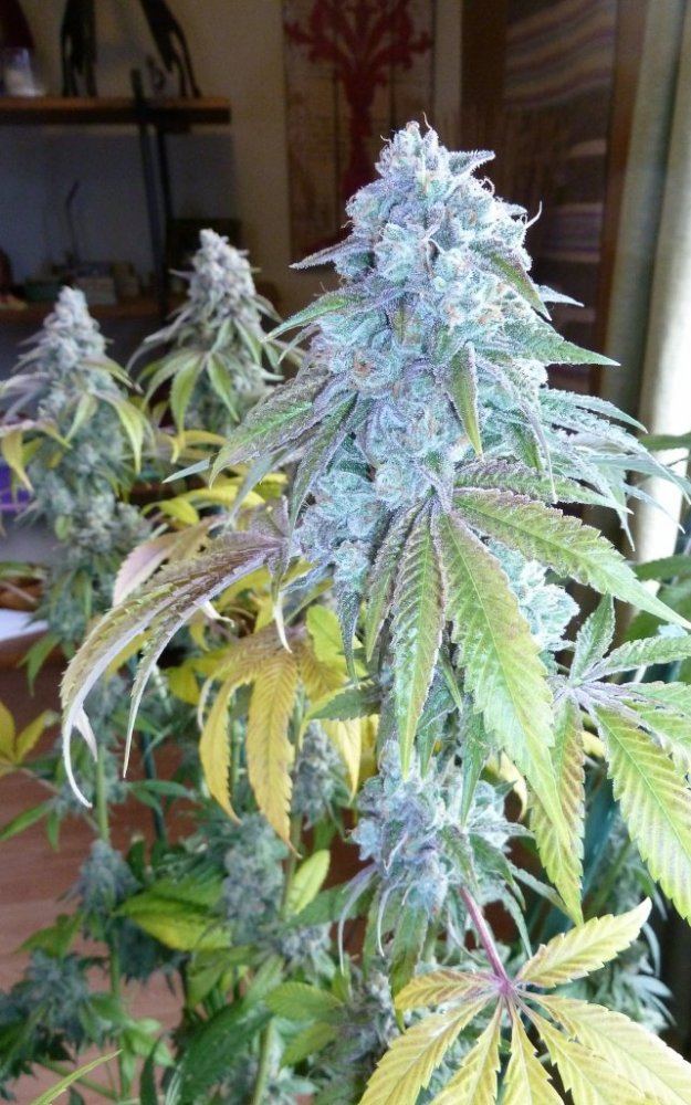P1250083