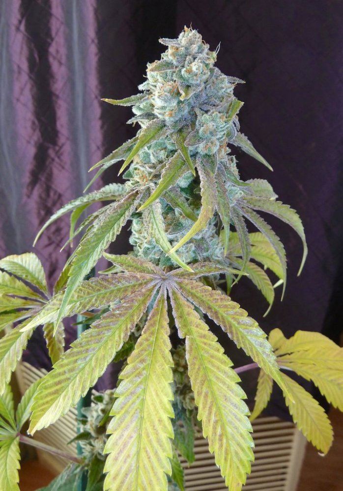 P1250112