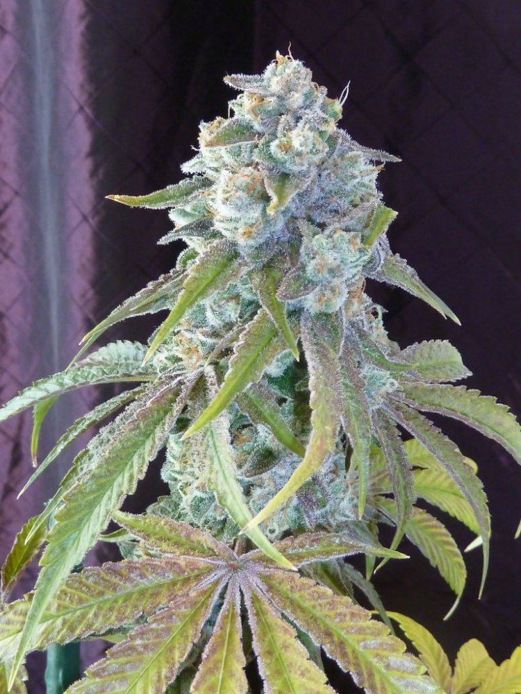 P1250113