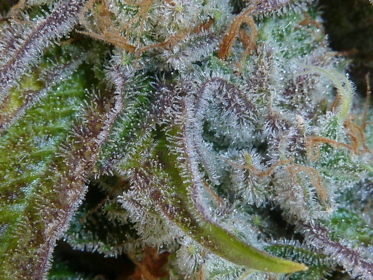 P1250192