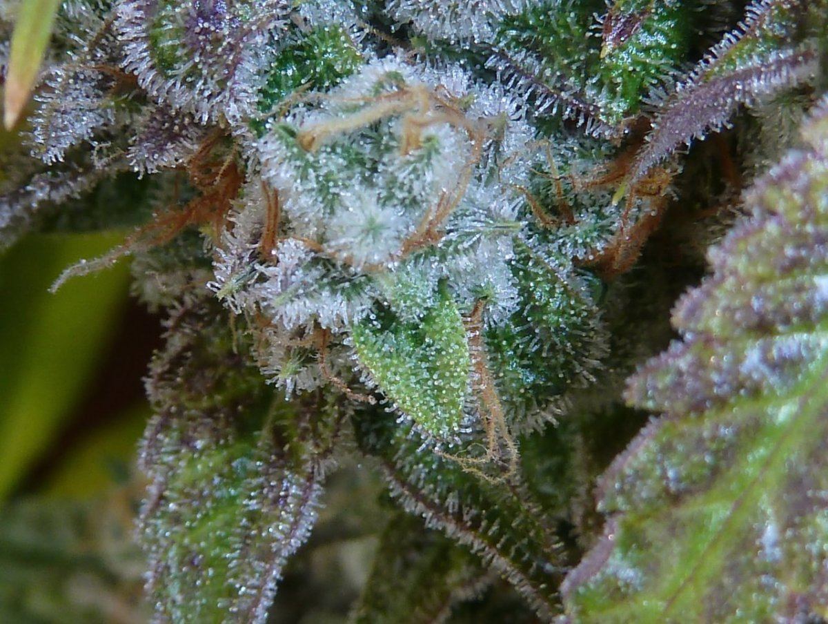 P1250195