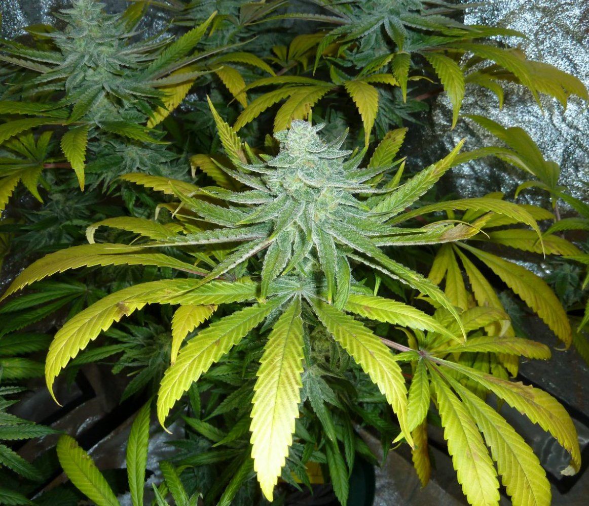 P1250278