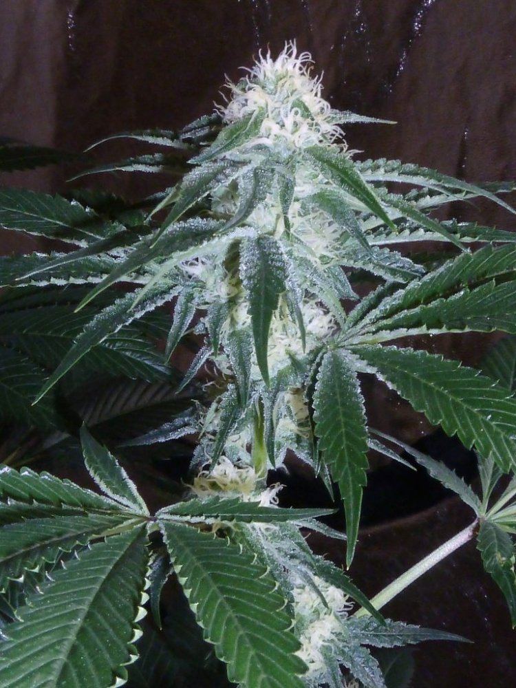 P1270093