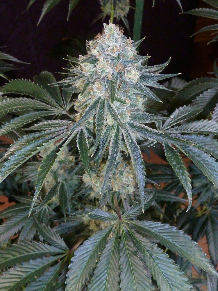P1270593