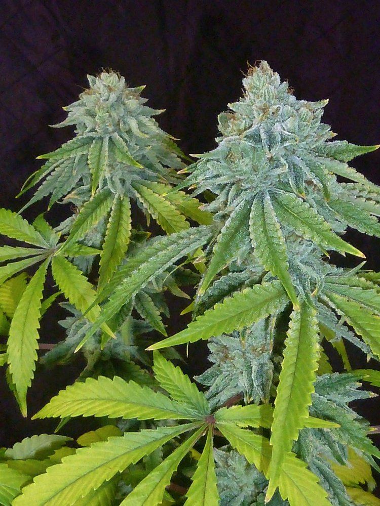 P1270700