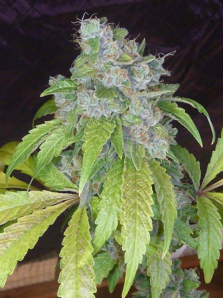 P1280050