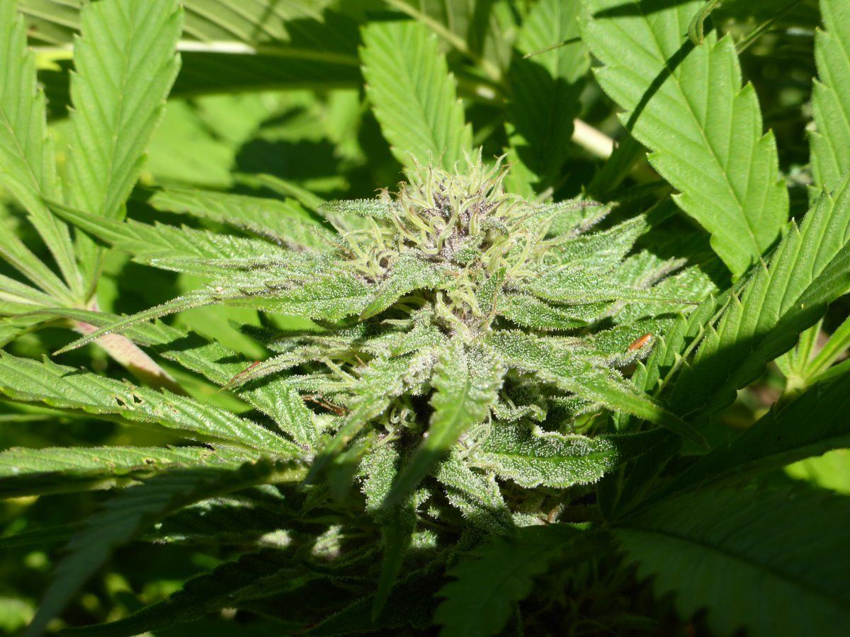 P1750211