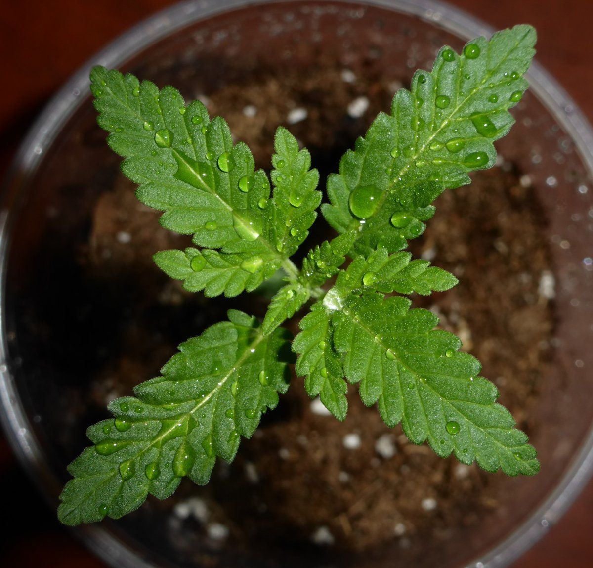 P1750430