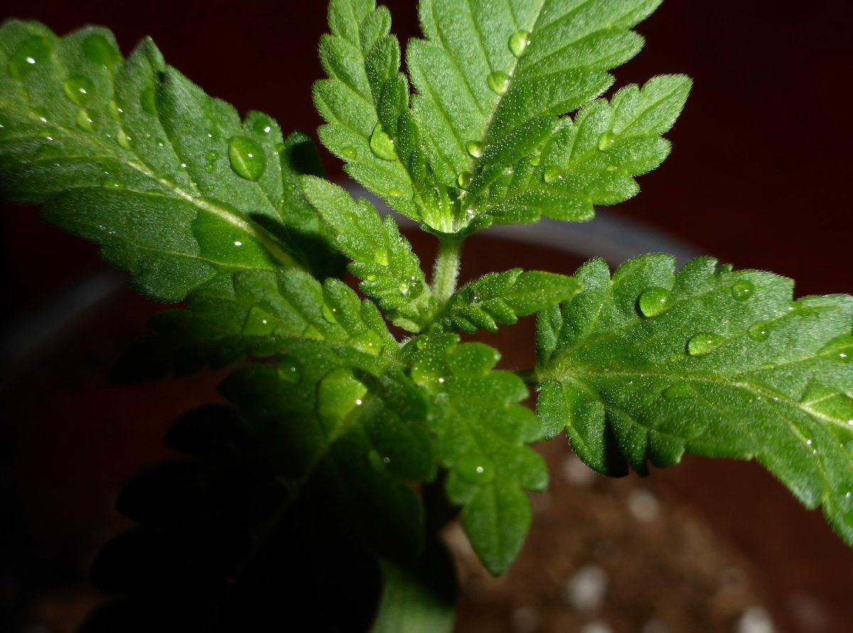 P1750457
