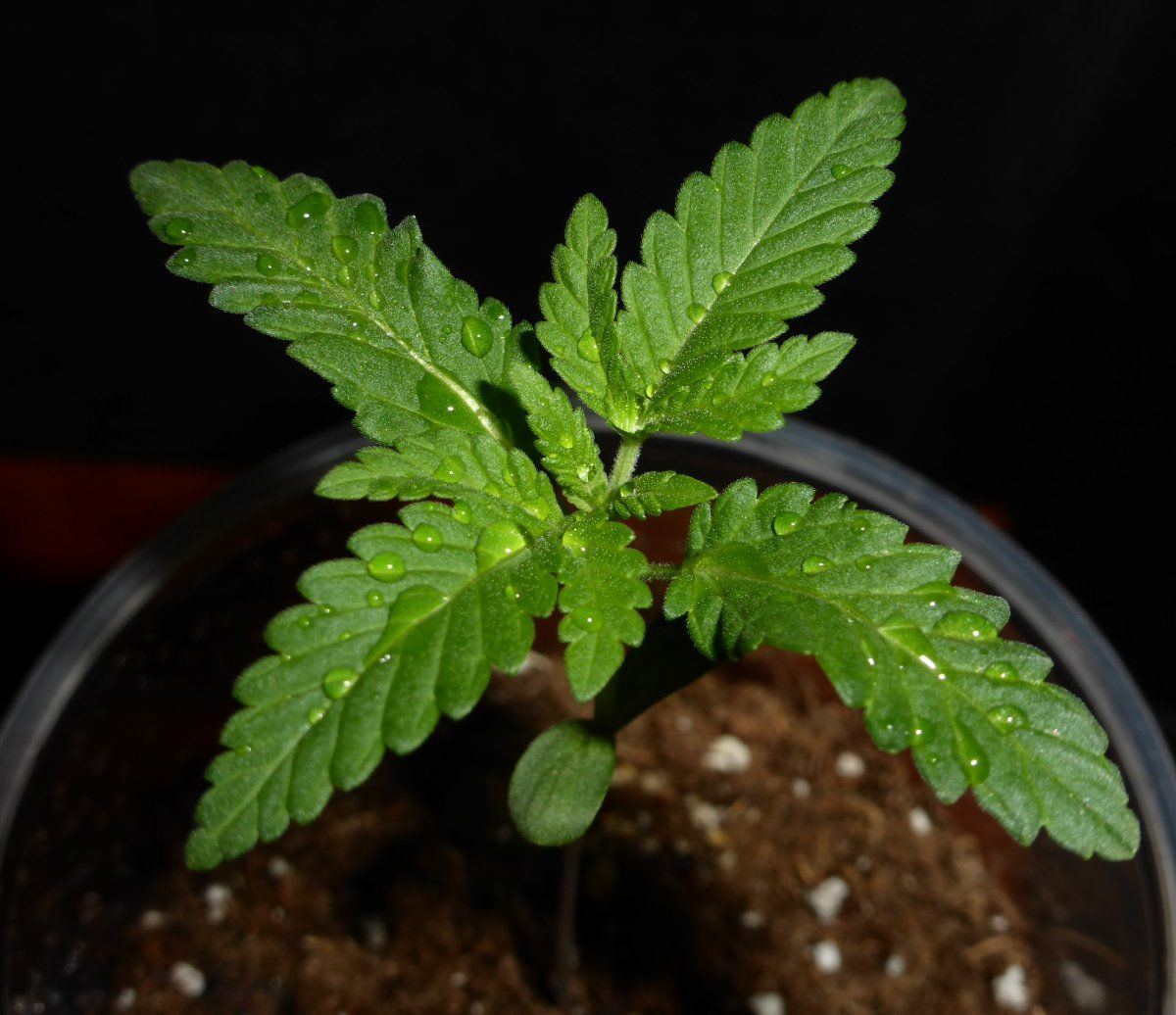P1750473