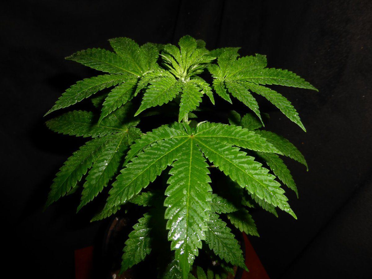 P1830107