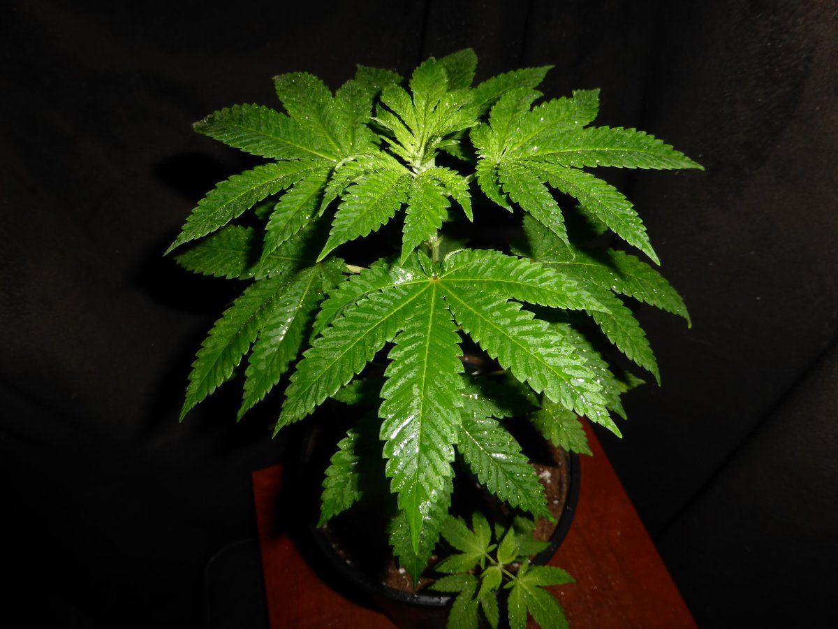 P1830112