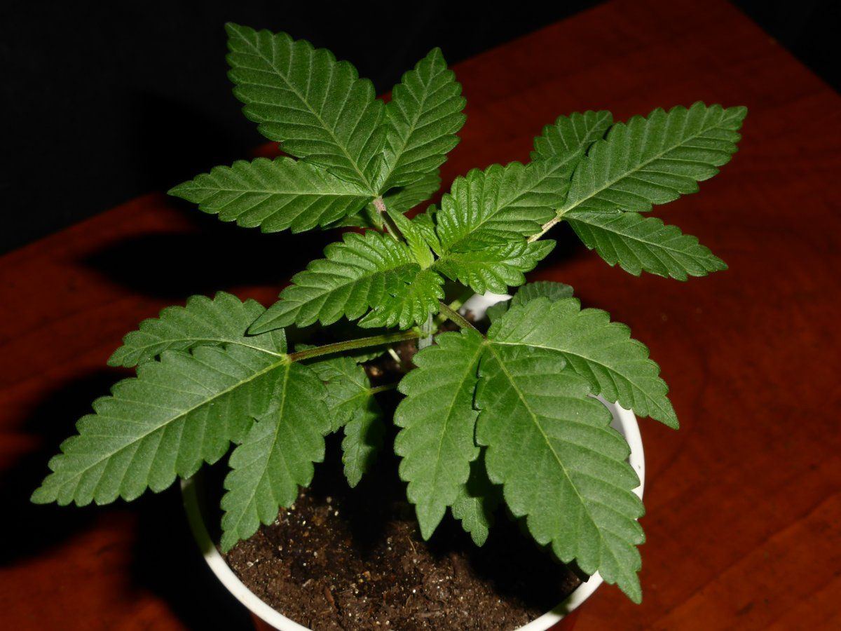 P1830439