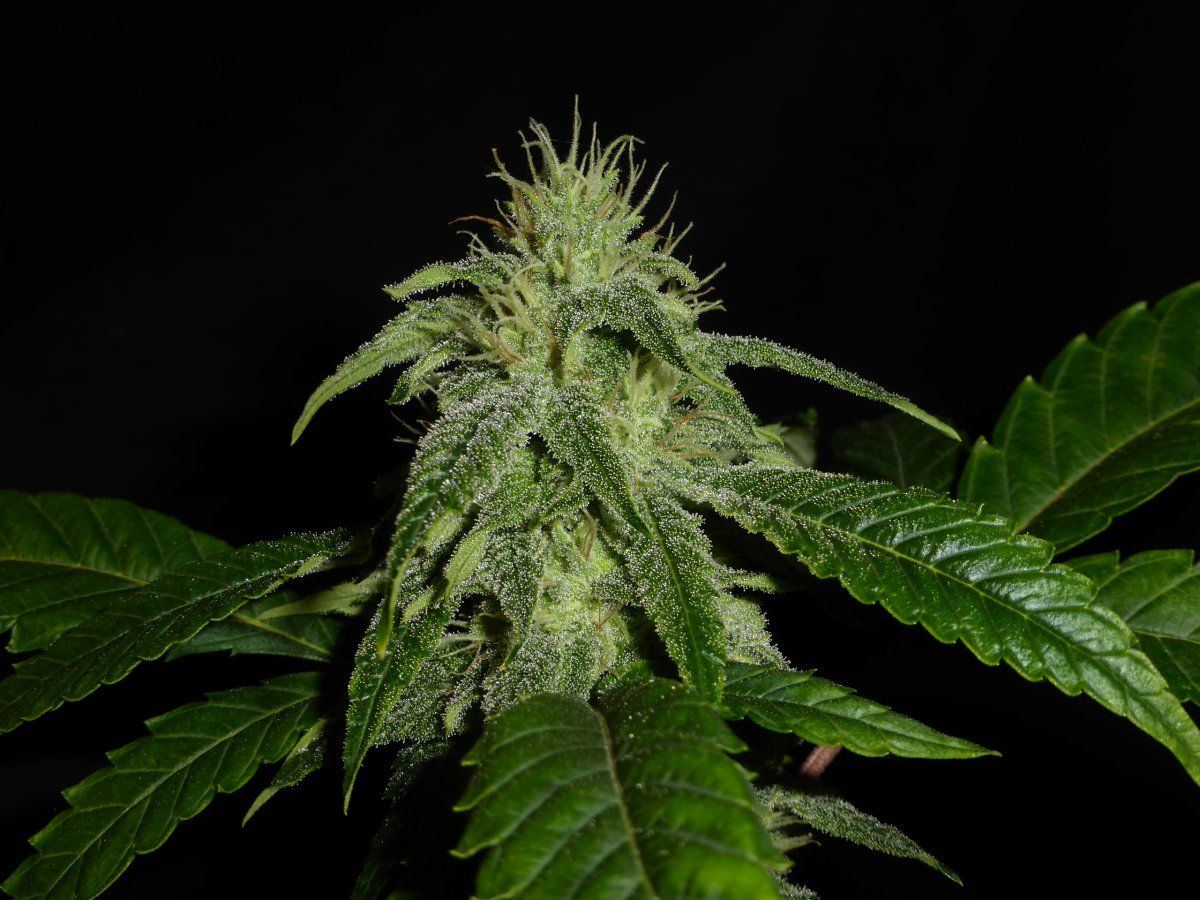 P1840880