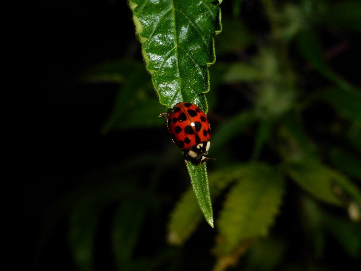 P1900733