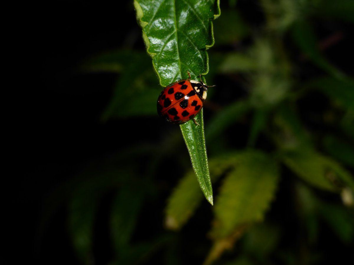 P1900734