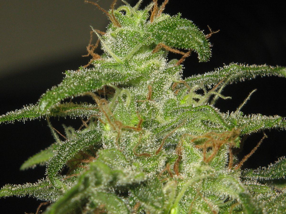 P1 cola1