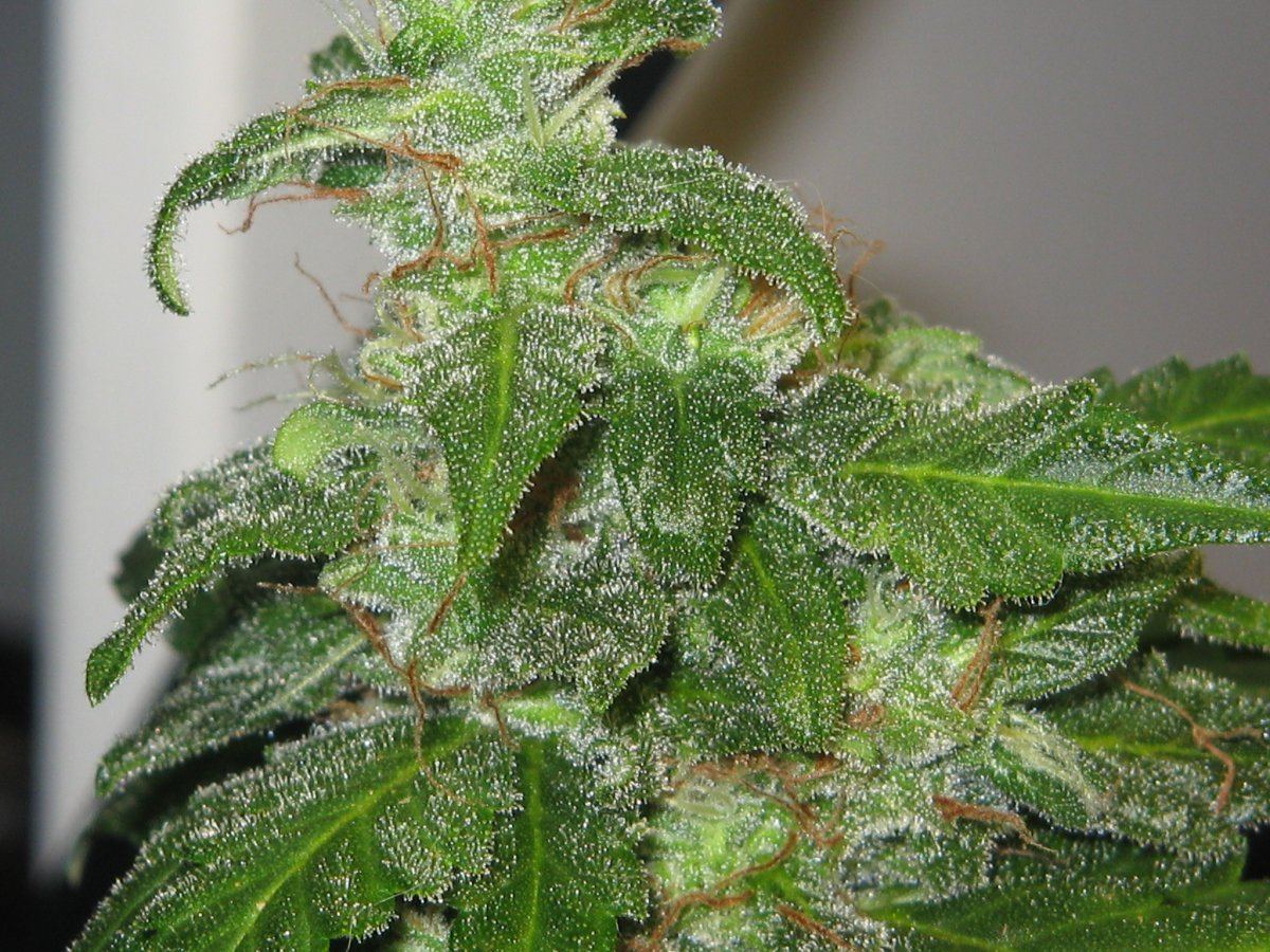 P1 cola2