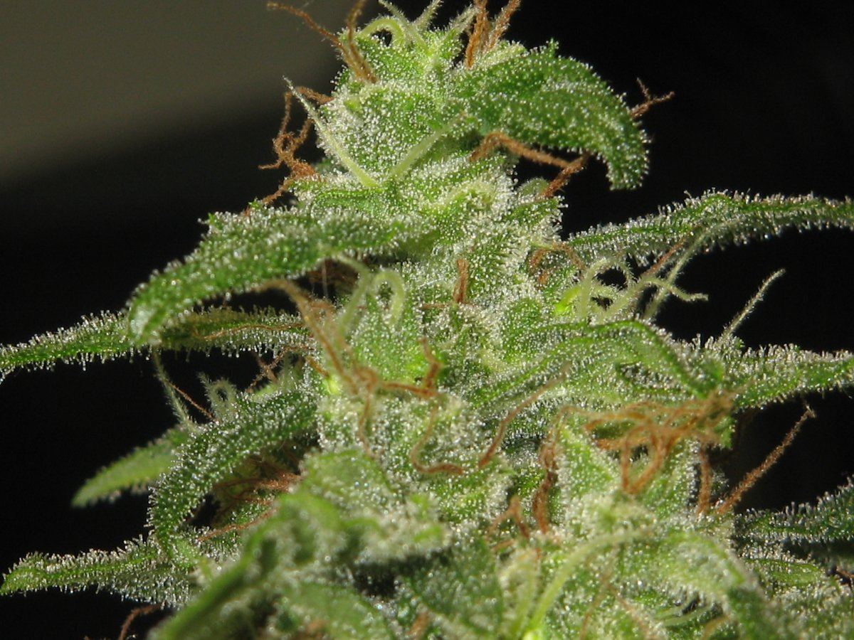 P1 cola 3