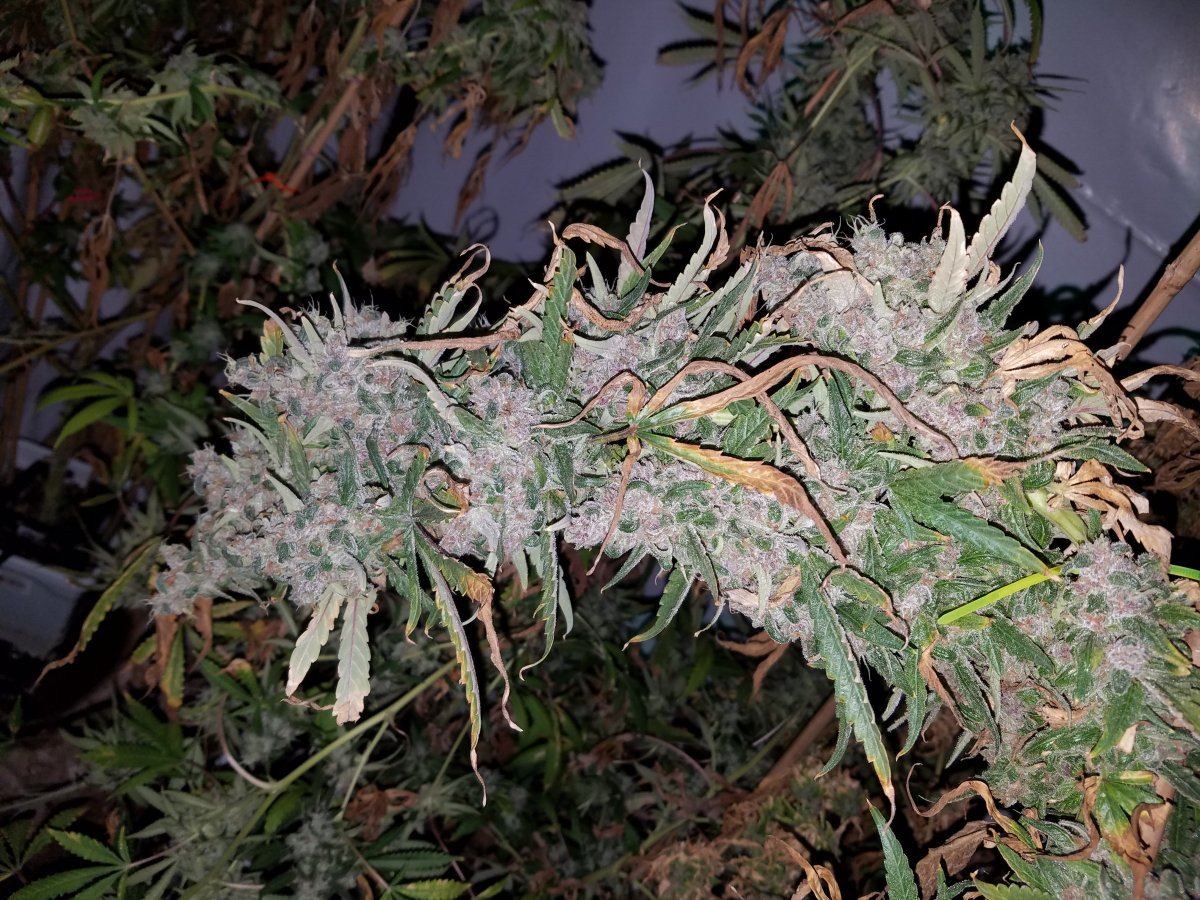 P2