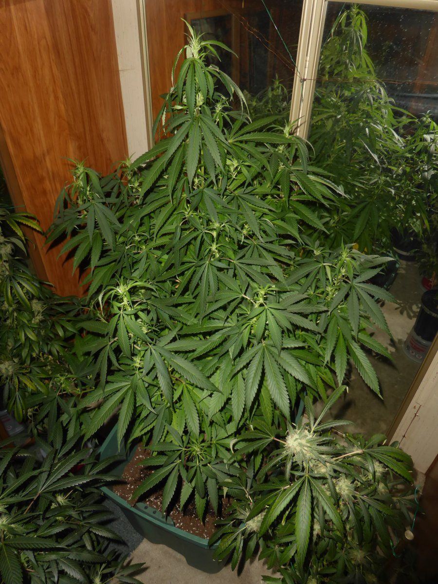 P2000278