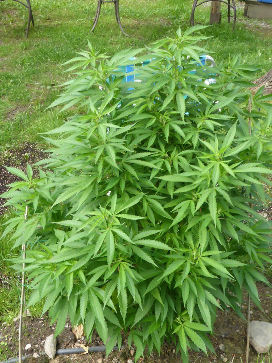 P2010039