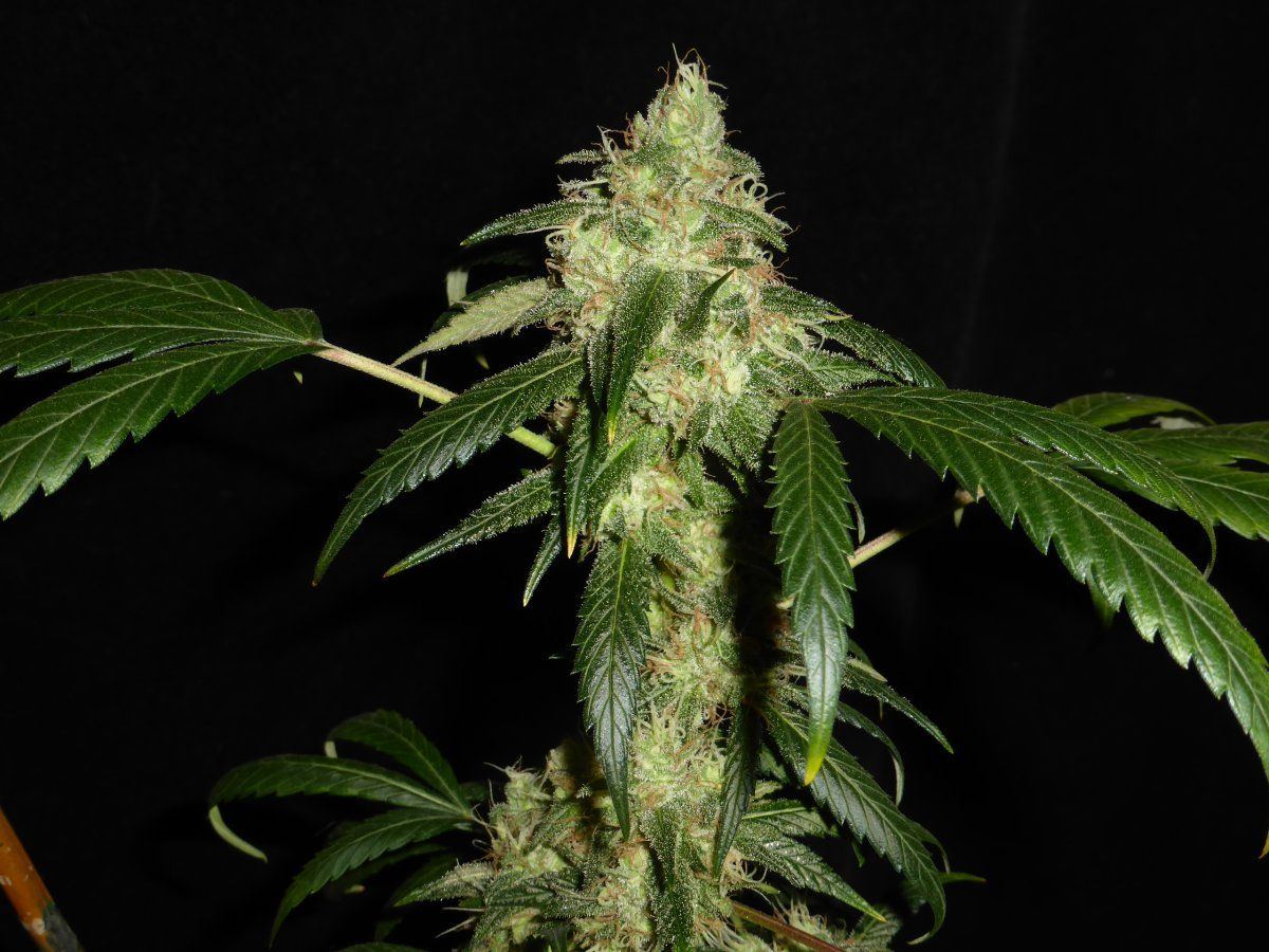 P2010178