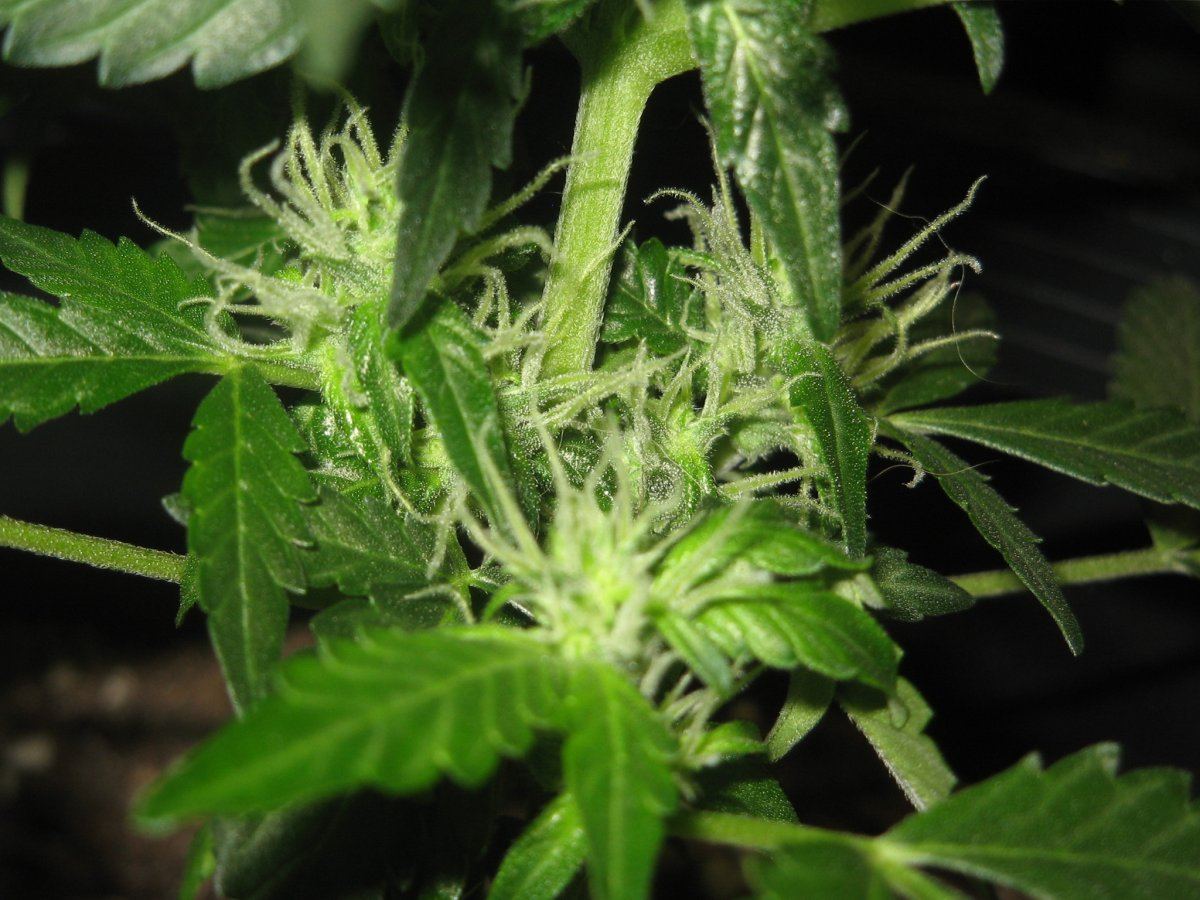 P2 budsite