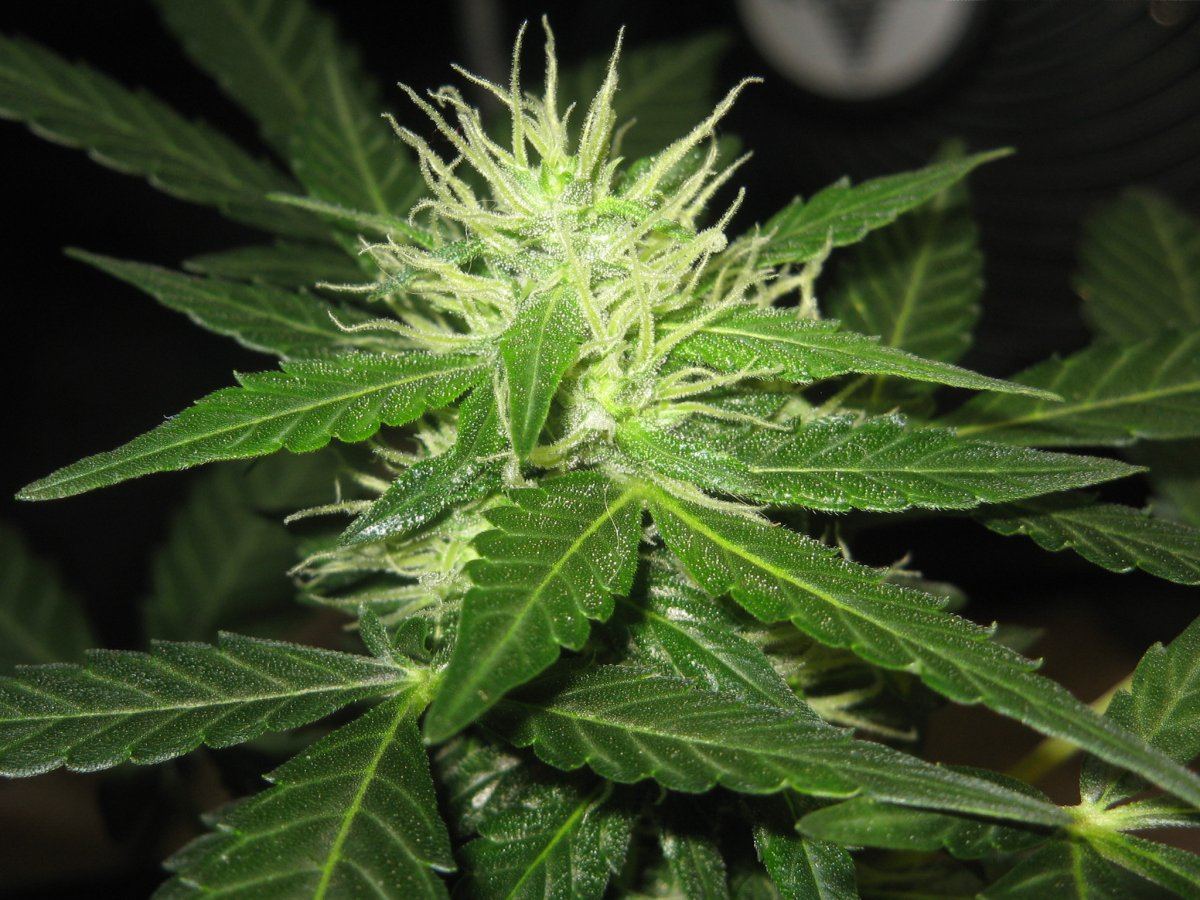 P2 cola1