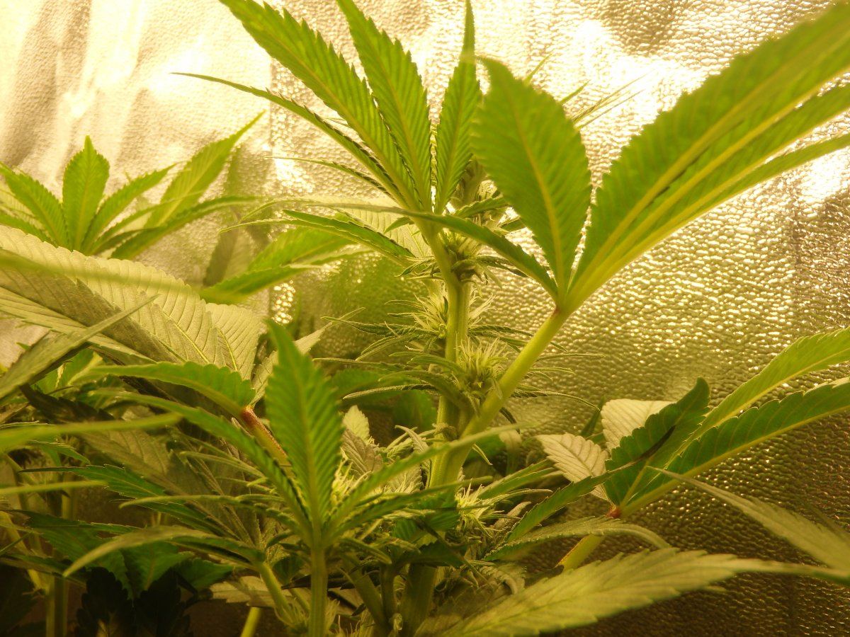 P3060084