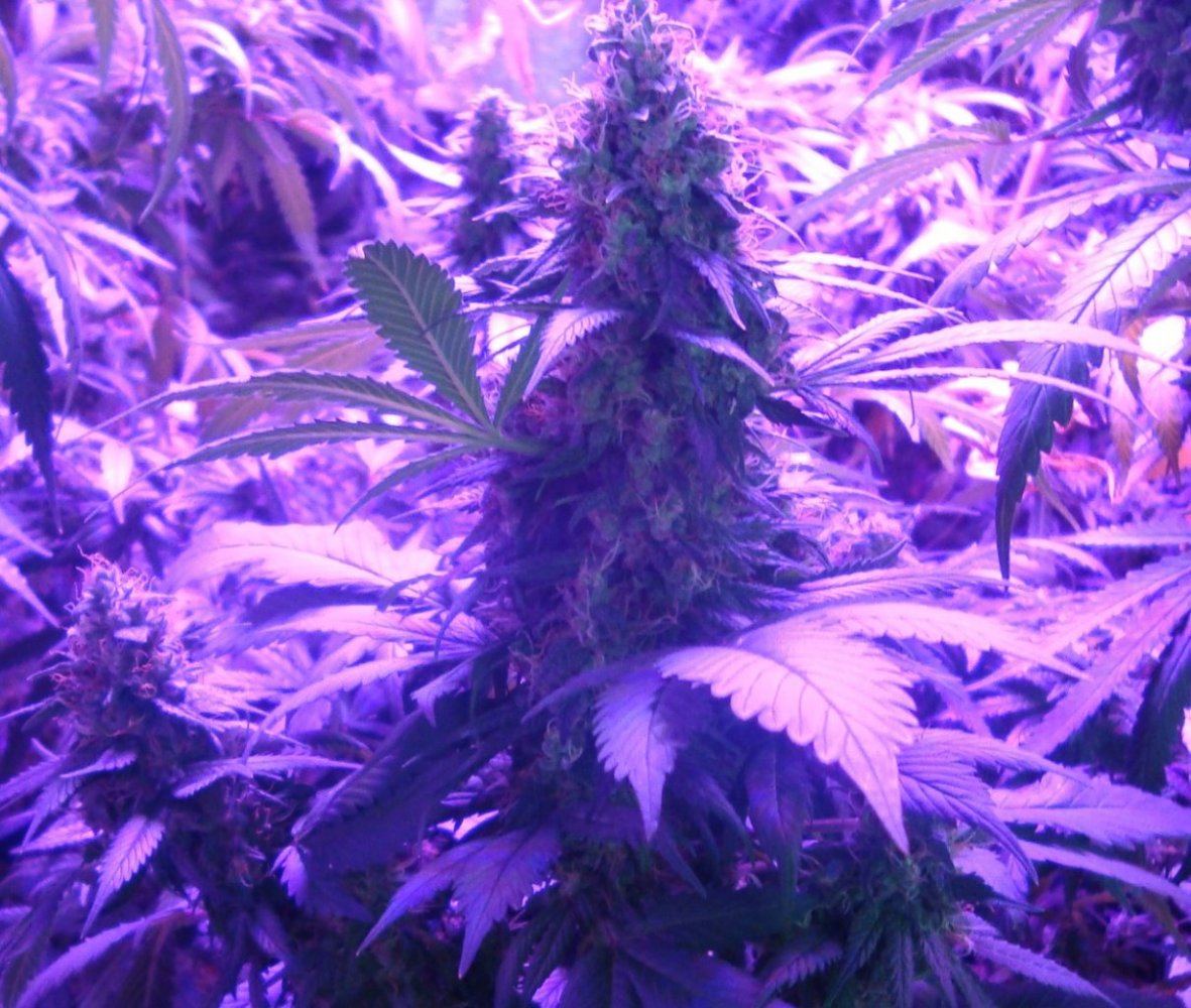 P43