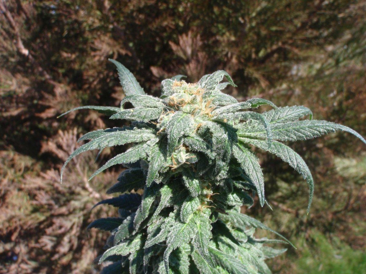 P4130003