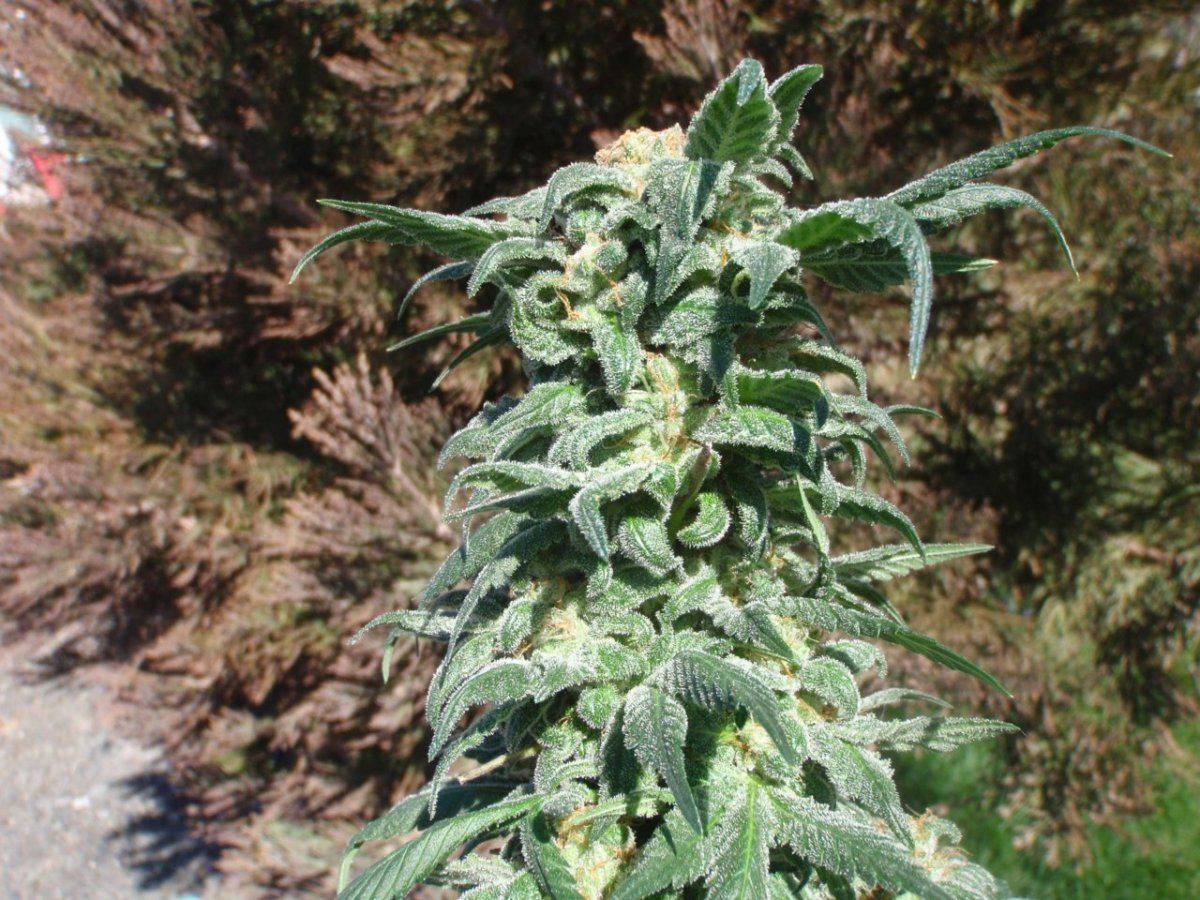 P4130008