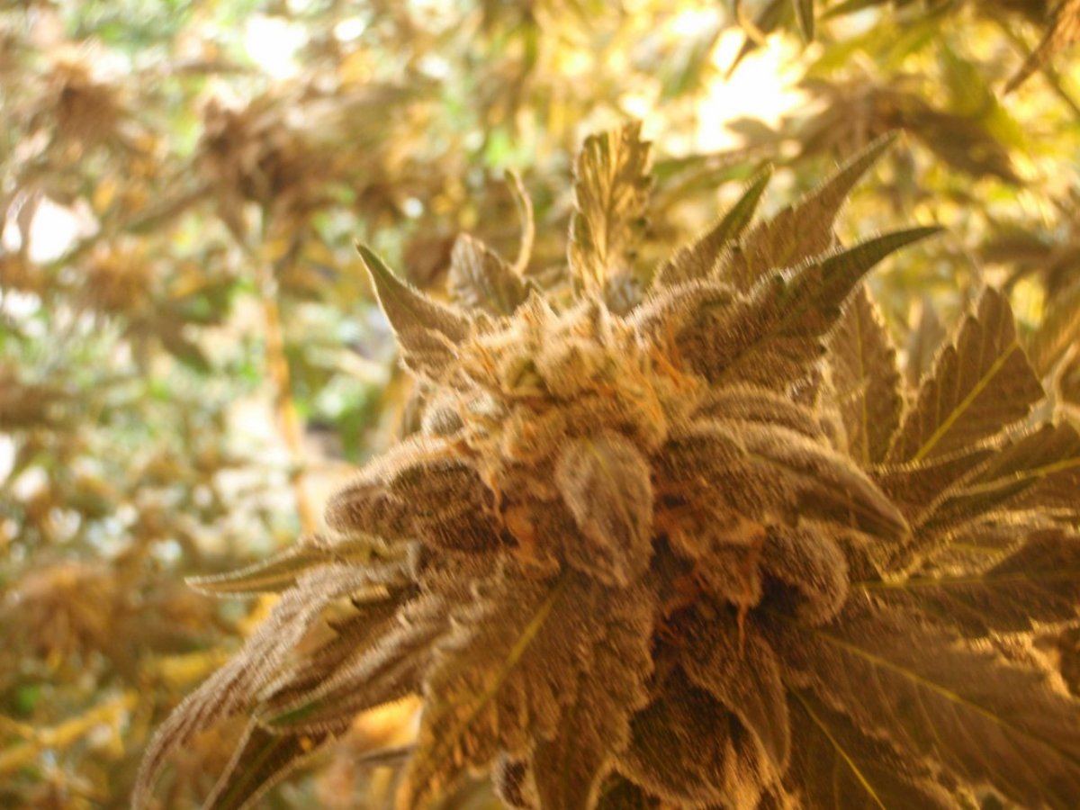 P4130009