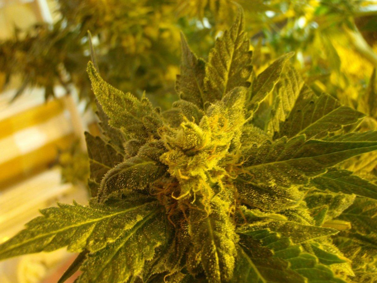 P4130015