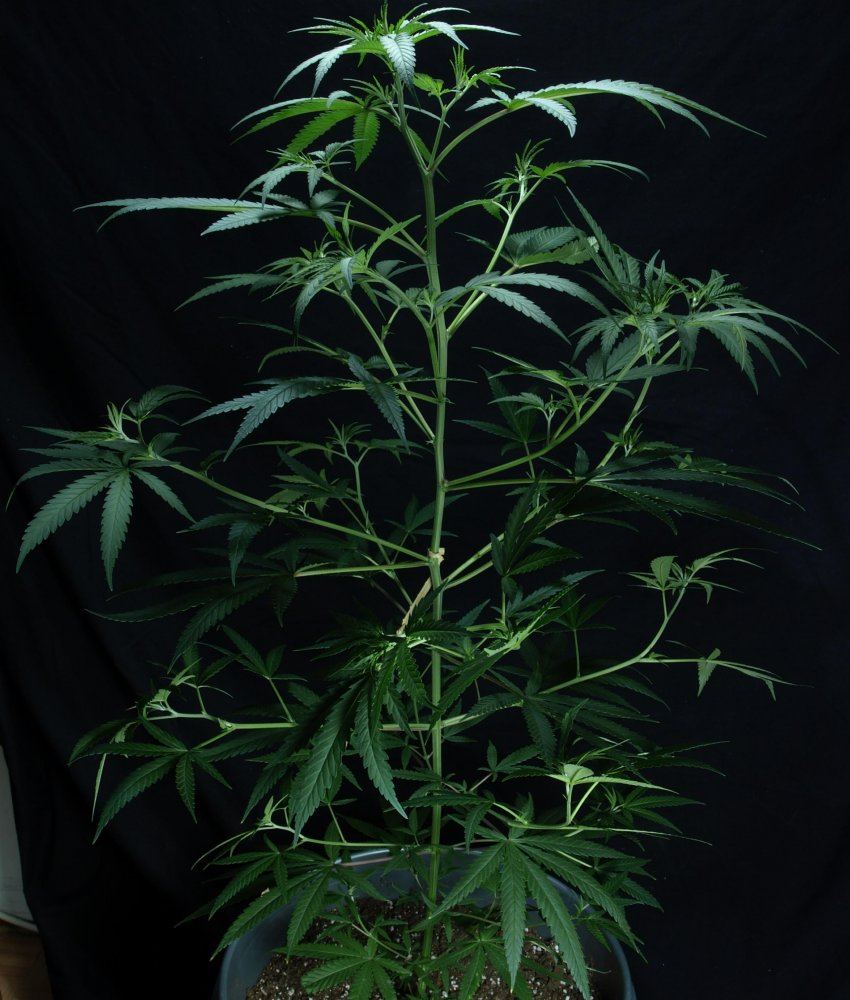 P4282997