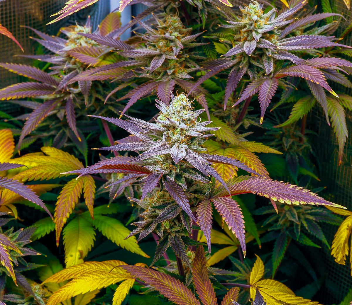 P5080047